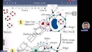 Principal Mechanisms of Adaptive Immunity against Intracellular Bacteria