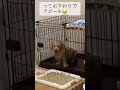 暴れすぎた愛犬の末路… ダックスフンド ダップー トイプードル ミックス犬 shorts