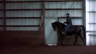 Saddlebred For Sale - My Evensong - John Gregory