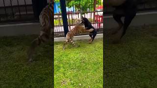 Rottweiler Dog Vs Tiger 🐅 Play Fight 😱 #shorts #shortsyoutube #dog #fight #tiger #rottweiler #viral