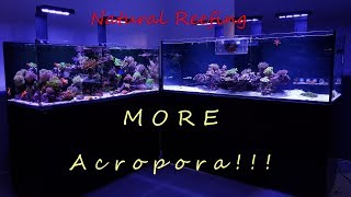 Red Sea Reefer XXL 750 Update #4 More Acropora!!!