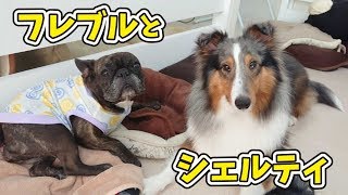 フレブルとシェルティ 🐶ひみつきちなう！②🐶 2019年7月25日