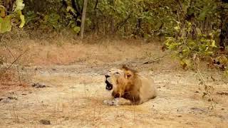 Gir Lion Sasan Gir 🦁 સિંહ ગર્જના(ડણક)