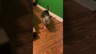 The #pekingese the "laid back, loving pet" #pekingesemix #chihuahuamix #doglife
