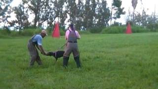 Cila and Rachael Schutzhund Protection Training with Jojo - July 8th, 2017