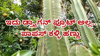 ಪಾಪಸ್ ಕಳ್ಳಿ ಹಣ್ಣು ಹೇಗಿರುತ್ತೆ ನೋಡಿ/Cactus fruit