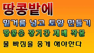 [텃밭농부. 1,376]  땅콩밭에 밑거름 넣고, 토양만드는 방법 #땅콩재배