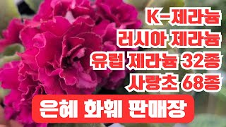 은혜화훼판매장🌳택배전화주문 010 2651 4421#유럽제라늄,k제라늄,러시아제라늄32종#사랑초68종켄베슐라,엠버,디바사랑초#풍로초#차가플록스#겹동의나물,흑동의#미니바이올렛9종🌳