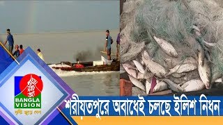 শরীয়তপুরে অবাধেই চলছে ইলিশ নিধন | Shariatpur Hilsha