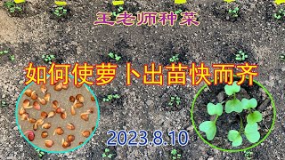 王老师种菜：如何使萝卜出苗快而齐