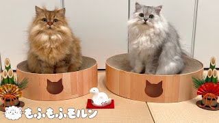 もふもふ猫兄妹のお正月2025 【サイベリアン】