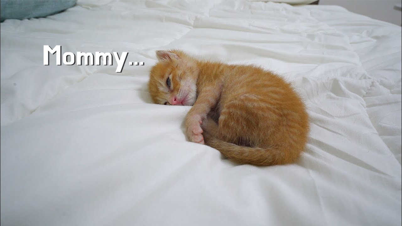 A Baby Kitten Fell Down From Crying While Missing His Mother Youtube