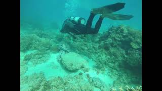 2021.01.26 海潮潛水 Fun Dive Tour 軟珊瑚、餵魚區🐟