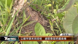 公館芋頭末班採收  綿密香甜把握食機│T-NEWS聯播網