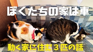 【車に住む３匹の猫の話】家が車な猫の生活