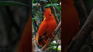 Mesmerizing Beauty The Vibrant Guiana Cock-of-the-Rock Revealed! #cuteguiana #guianapets #cutenature