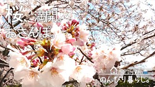 おさんぽ｜今年も桜が満開になしました🌸｜お散歩・暮らしのVlog038