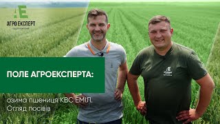 ПОЛЕ АГРОЕКСПЕРТА: озима пшениця КВС ЕМІЛ від ТОВ \