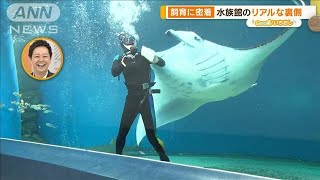 水族館の裏側を深掘り！　独特のエサやり、繁殖…驚きの特技も【グッド！いちおし】【グッド！モーニング】(2024年7月6日)