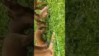 Min pin puppies || 5500 Rs || THRISSUR || 6282735743 || #plantorium