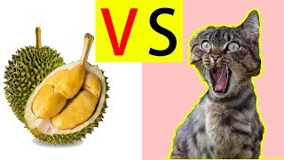 Funny Cats Reaction To Smelling Durian | Funny Animals Compilation 2019