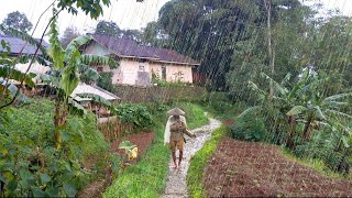 Rain falls in a beautiful village, calm and peaceful, making you feel at home in the rural atmospher