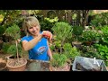 Topiary Trimming and Twirling: Rosemary