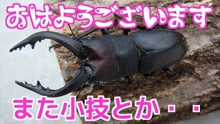 【クワガタ カブトムシ生活】 クワガタ飼育 小技やアイテム 【stag beetle】