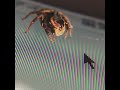 ハエトリグモとマウスポインタで遊ぶ　jumping spider vs mouse pointer