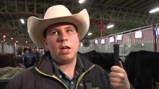 Bullish on the Calgary Bull sale