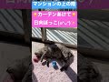 【猫動画】 日向ぼっこ ねこ 癒し ほのぼの 休日 おうち時間 1人遊び ぬいぐるみ shorts ショート cat cute 可愛い 編みぐるみ 猫のいる暮らし サバトラ