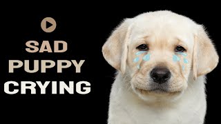 Puppy Crying Sound Effect ~Puppy crying sounds for Dogs