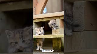 The cat tries to climb stairs#funny #cute #cat #comedy #moments #superstarrajinikanth