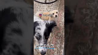 کدام یک از اینها به کالی میا د🤣😁