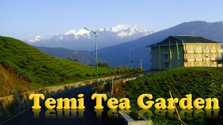 Kanchenjunga View From Temi Tea Garden Ravangla | Only Tea Estate in Sikkim | Cherry Resort #Shorts