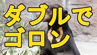 【Sun Bear Tennouji Zoo マーズとマーサ】 ダブルでゴロンがかわいい、マレーグマのマーズとマーサ。