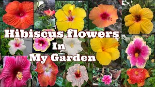 🌺 Hibiscus flowers in my garden | natural beauty of hibiscus | varieties of  beautiful hibiscus 🌺