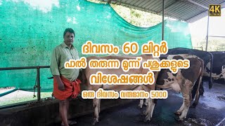 തന്റെ പുതിയ 3പശുക്കളെ പരിചയപ്പെടുത്തൽ ദിവസം 3പശുക്കളിൽ നിന്ന് 60ലിറ്റർ പാൽ വരുമാനം ഡെയിലി 5000