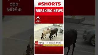 Ahmedabad Stray Cattle | હજુય રસ્તા પર રખડી રહ્યા છે ઢોર, શું કરે છે CNCD વિભાગ?