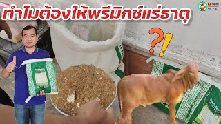 วิธีผสมพรีมิกซ์แร่ธาตุให้วัว/ทำไมต้องให้แร่ธาตุวัว/ OK FINZ / OK FARM