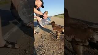 animals who need humans help❣️ helping eagle #shorts #eagle #animallover #cute