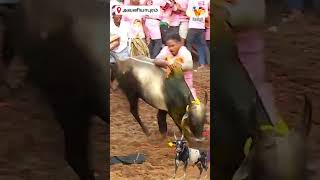 சீரிய காளை அடக்கிய வீரர்..!! | Avaniyapuram Jallikattu