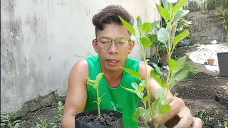 MAG TATANIM AKO NG HOLY BOSIL