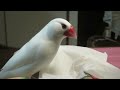 ティッシュペーパーを一生懸命お持ち帰り　白文鳥ふーちゃん　文鳥動画