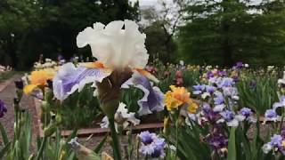 Views of the Goodman Iris Garden