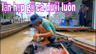 Cửu Cá Sủ Lặn Hụp Rách Lưới Te Tua Mới Hốt Được Bầy Cá Sác Khôn Lanh # SĂN BẮT ĐỒNG THÁP #