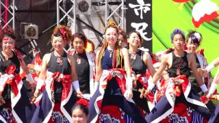 溝沼連合町内会『朝霞溝連』　in　朝霞市民まつり 彩夏祭　2016