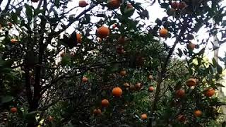 #Shortvideos Orange garden Chota Mangwa Darjeeling