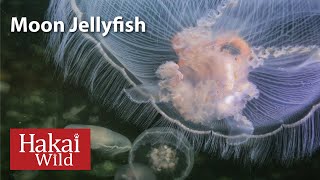 Hakai Wild: Moon Jellyfish