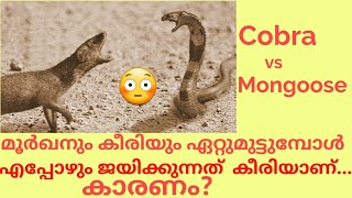 മൂർഖനും കീരിയും ഏറ്റുമുട്ടുമ്പോൾ എപ്പോഴും ജയിക്കുന്നത് കീരിയാണ്, കാരണം?Cobra vs Mongoose|